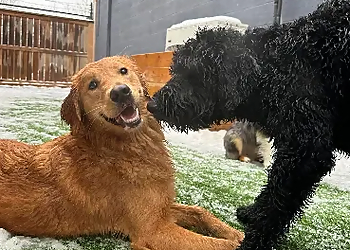 Animal Antics Behaviour Centre - Windsor, ON Dog Trainers - Dog Image