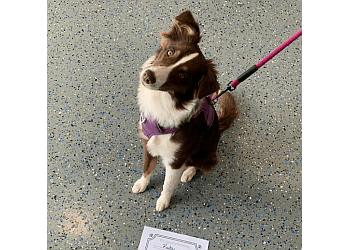 Windsor dog trainer Animal Antics Behaviour Centre