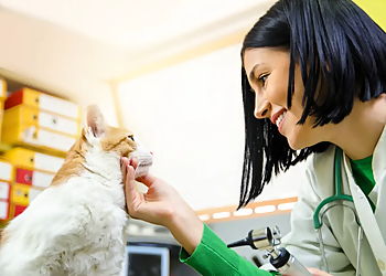 Animal Emergency Clinic of the Fraser Valley - Langley, BC Veterinary Clinics - Patient Care Image