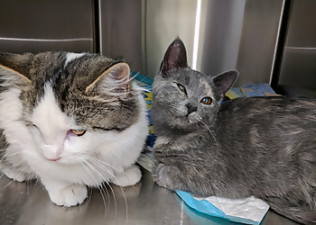 Medicine Hat Cliniques Vétérinaires Animal Medical Centre South