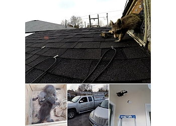 Newmarket animal removal Animal Movers