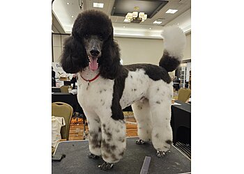 Mirabel Salons de Toilettage Pour Animaux De Compagnie Animo Etc Mirabel, St-Canut