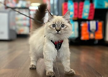 Mirabel Salons de Toilettage Pour Animaux De Compagnie Animo Etc Mirabel, St-Canut