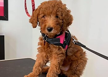 Blainville Salons de Toilettage Pour Animaux De Compagnie Animo Etc Blainville