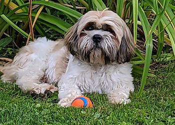 Saint Hyacinthe pet grooming Animo etc Saint Hyacinthe