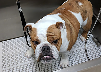 Saint Hyacinthe pet grooming Animo etc Saint Hyacinthe