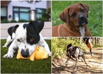 Drummondville dog trainer Éducation Canine AniVal