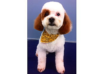 Niagara Falls pet grooming Anthony's For Dogs Only