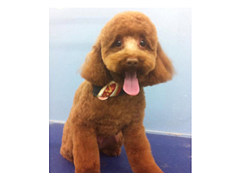 Niagara Falls pet grooming Anthony's For Dogs Only