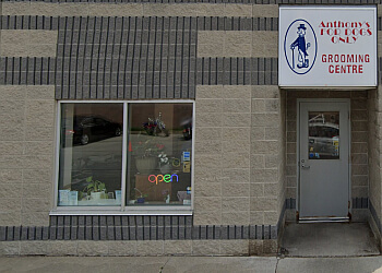 Niagara Falls pet grooming Anthony's For Dogs Only image 1