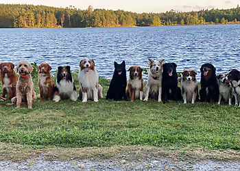 Moncton dog trainer April Saulnier's Dog Training