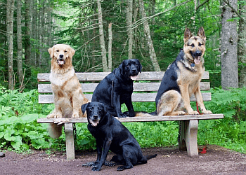 Moncton dog trainer April Saulnier's Dog Training