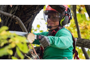 Blainville tree service Arboplus Inc.