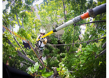 Longueuil tree service Arboquébec
