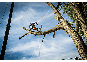 Longueuil tree service Arboquébec