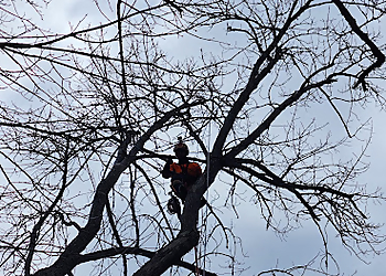 Arboriculture Lavallée - Shawinigan, QC Tree Services - Tree Trimming Image