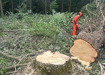 Arboriculture Lavallée - Shawinigan, QC Tree Services - Tree Removal Image