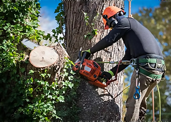 Kamloops tree service Arborscapes