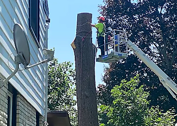 Arborwood Tree Service Inc. - Oakville, ON Tree Services - Field Work Image