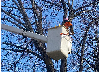 North Bay tree service ArborWorks Tree Service