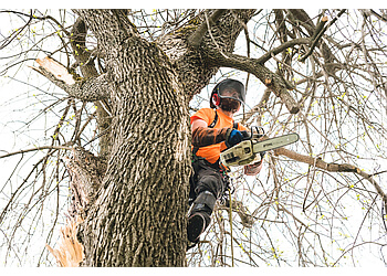Saguenay tree service Arboréal service d'élagage