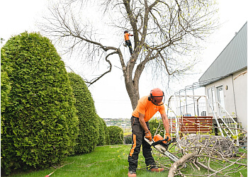 Saguenay tree service Arboréal service d'élagage
