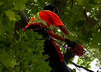 Mirabel tree service Arbo-santé