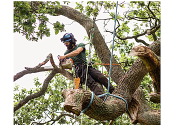 Mirabel Services d'arboriculteur Arbo-santé 