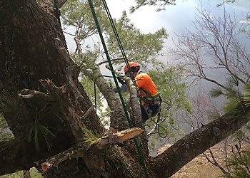 Arboxygène - Granby, QC Services d'arboriculteur - Field Work Image