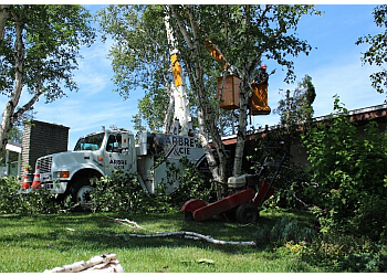 Saguenay tree service Arbre & Cie