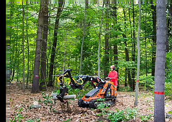 Brossard tree service Arbres Montréal