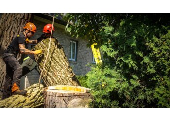 Levis tree service Arbre à vie