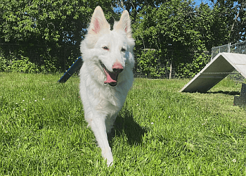 Surrey dog trainer Argos Pet Ranch