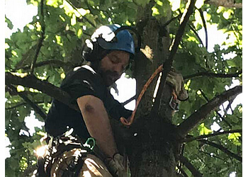 Richmond tree service Ash Grove Tree Solutions