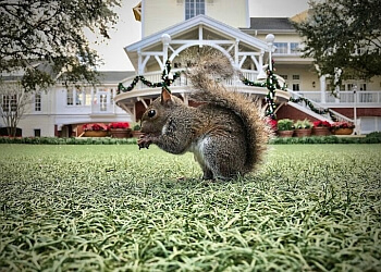 Gatineau animal removal Aspen Wild Life Control