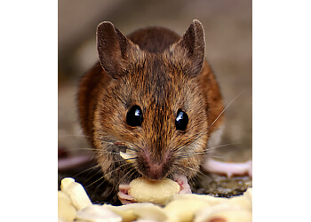 Gatineau animal removal Aspen Wild Life Control