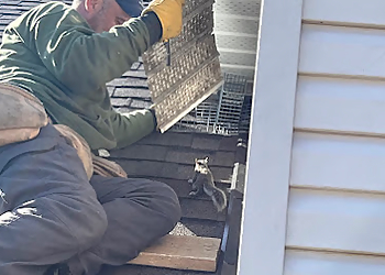 Aspen WildLife Control  Raccoon & Squirrel removal - Gatineau, QC Animal Removal - On-Site Service Image