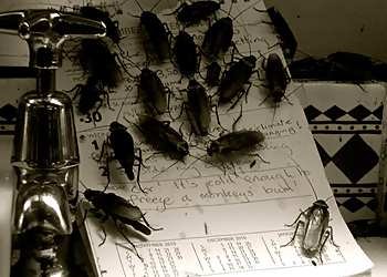 Assaut Extermination - Saint Jean sur Richelieu, QC Services d'extermination de parasites - Cockroach Control Image