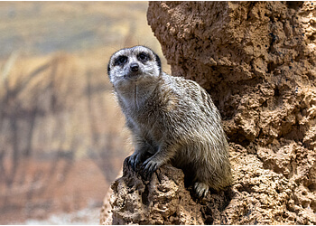 Winnipeg places to see Assiniboine Park Zoo