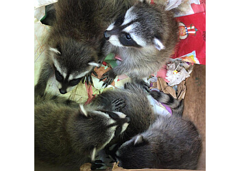 Abbotsford animal removal Atlas Pest And Wildlife Control Ltd.