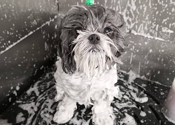 Terrebonne pet grooming Au Chien Bleu