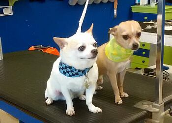 Terrebonne pet grooming Au Chien Bleu