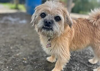 Mirabel Salons de Toilettage Pour Animaux De Compagnie Auberge Marmaduke