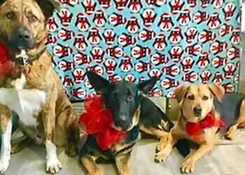 Mirabel Salons de Toilettage Pour Animaux De Compagnie Auberge Marmaduke