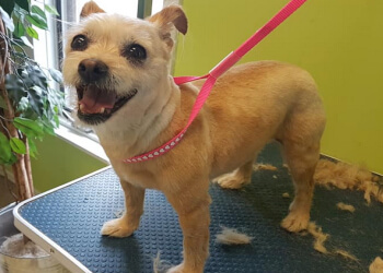 Thunder Bay pet grooming Auntie's Pet Grooming