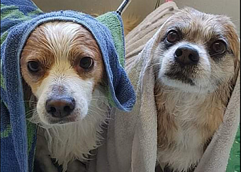 Thunder Bay pet grooming Auntie's Pet Grooming