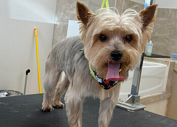 Brossard pet grooming Au Poil De Luxe L'esthétique Au Poil