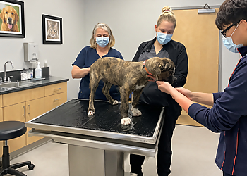 Aurora Animal Clinic - Aurora, ON Cliniques Vétérinaires - Medical Procedure Image