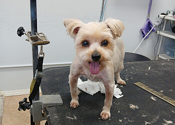 3 Best Pet Grooming in Coquitlam, BC - Expert Recommendations