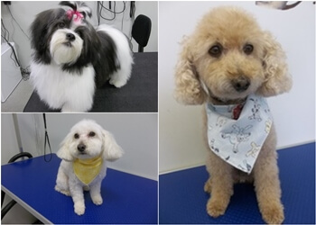 Coquitlam pet grooming Austin Dog Grooming
